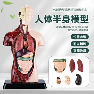 人体结构模型医学仿真内脏解剖器官模型可拆躯干构造儿童科教玩具