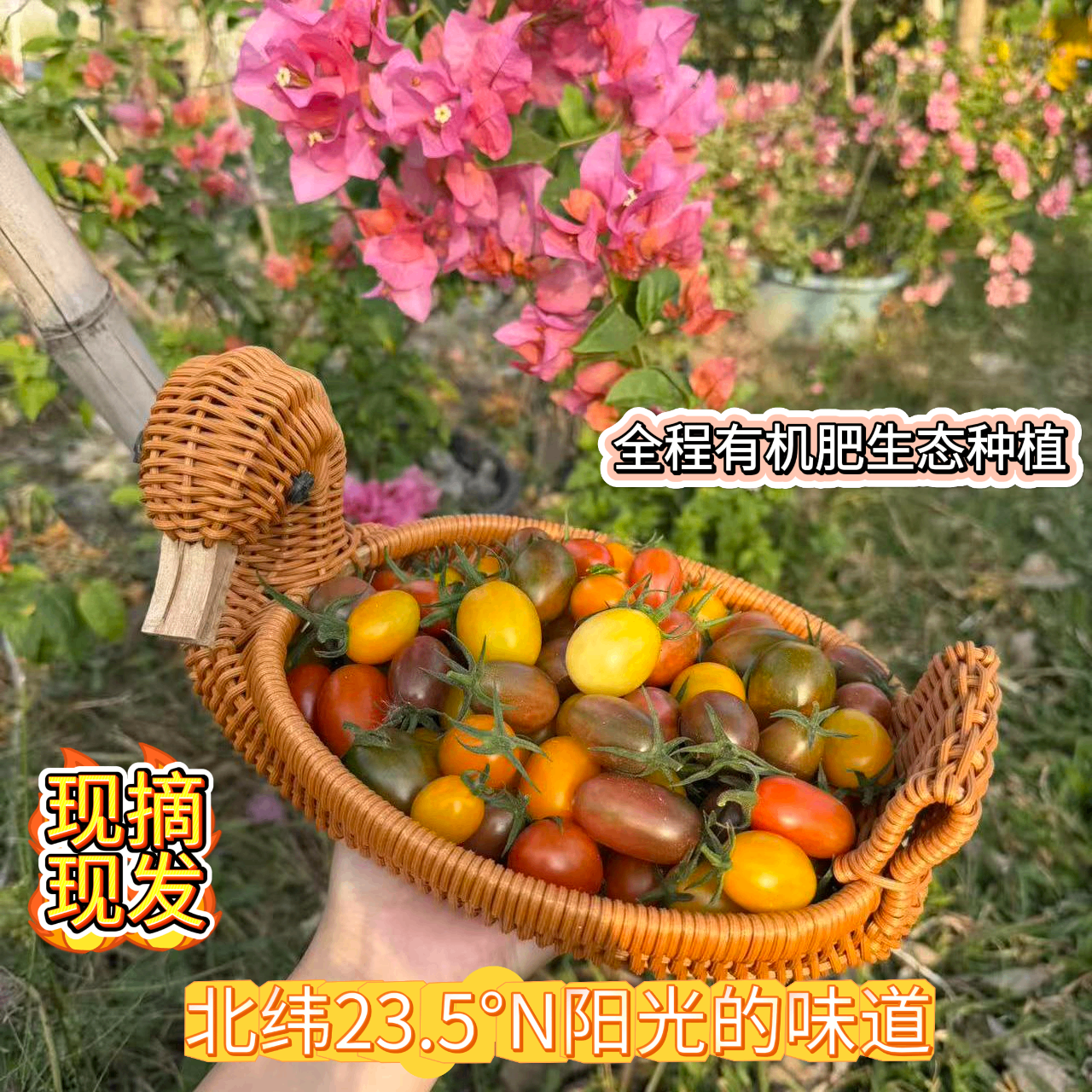 顺丰茄语零农残生态种植七彩小番茄20多个品种随机发,水产肉类/新鲜蔬果/熟食,番茄,淘宝优惠券,粉丝福利购,淘宝优惠卷