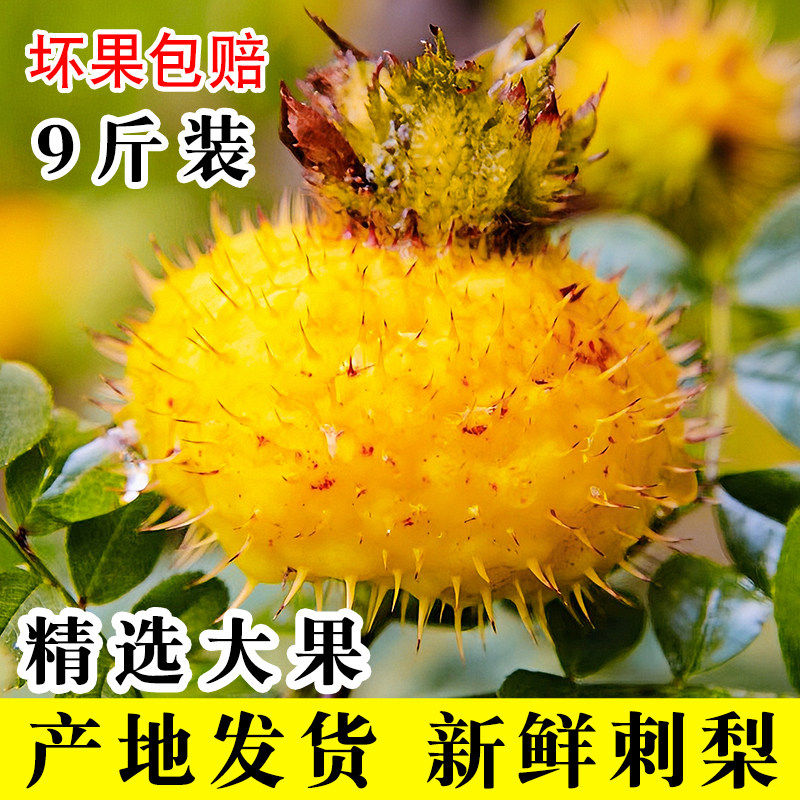 贵州高山刺梨鲜果9斤整箱大果图片