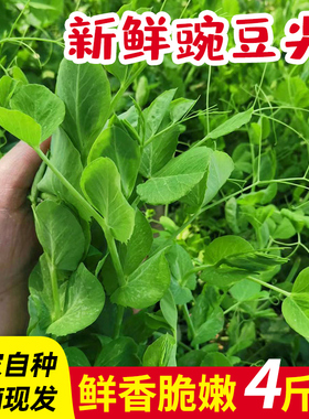 四川嫩豌豆尖农家自种当季新鲜蔬菜火锅食材豌豆苗露天龙须菜现摘