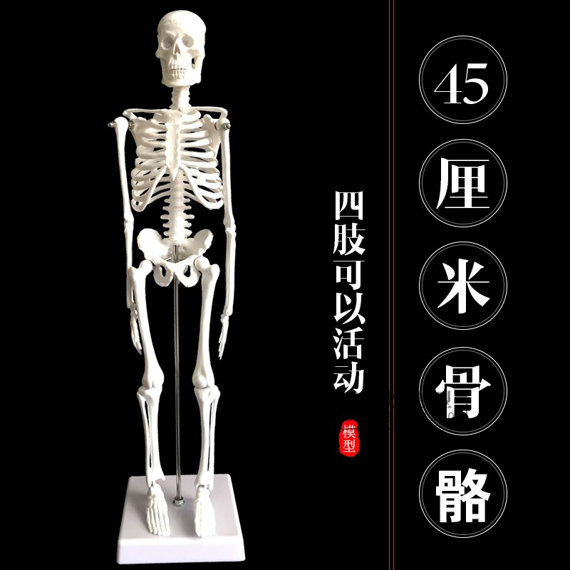 人骨架标本玩具人体骨骼模型45cm 髅骼骨头 人体解剖关节示教模具