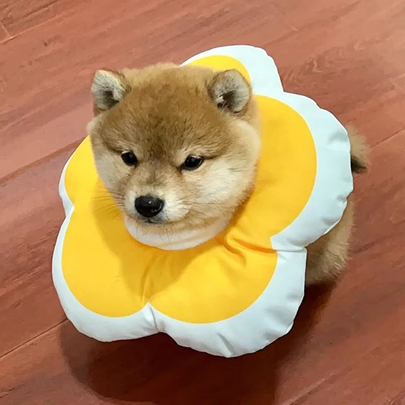 伊丽莎白圈狗狗脖圈柴犬防舔皮肤病头罩猫咪绝育围脖宠物耻辱头套