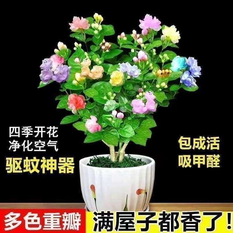 [四季开花}茉莉花苗盆栽重瓣大花浓香包成活驱蚊室内阳台植物花卉