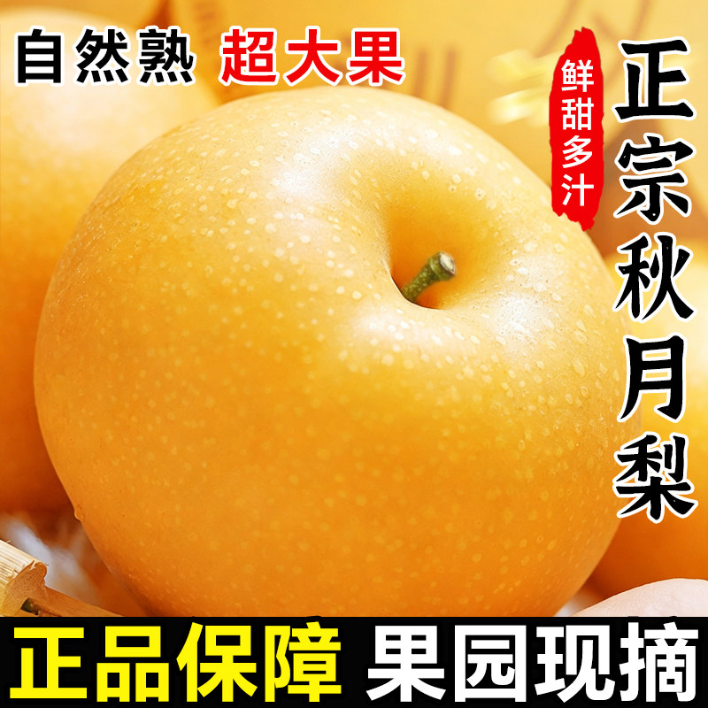 正宗山东秋月梨新鲜梨子水果当季10斤整箱礼盒送礼现摘莱阳冰糖梨