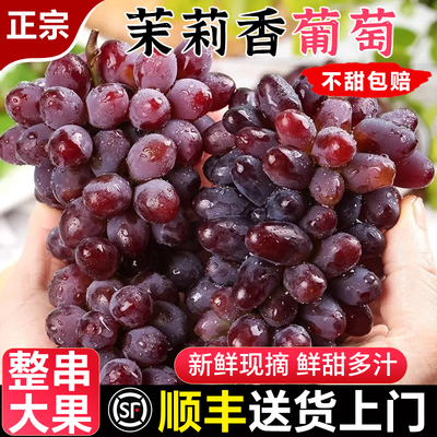 云南茉莉香葡萄5斤新鲜水果当季整箱无籽提子顺丰包邮