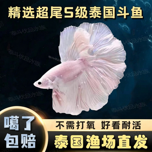 泰国超尾斗鱼活体仙女粉白半月小型热带鱼懒人宠物好养活免打氧