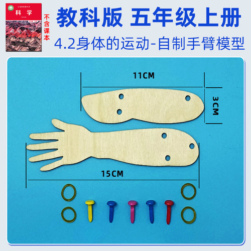 身体的运动手臂模型五年级上册DIY肌肉骨骼关节简易模型实验教具