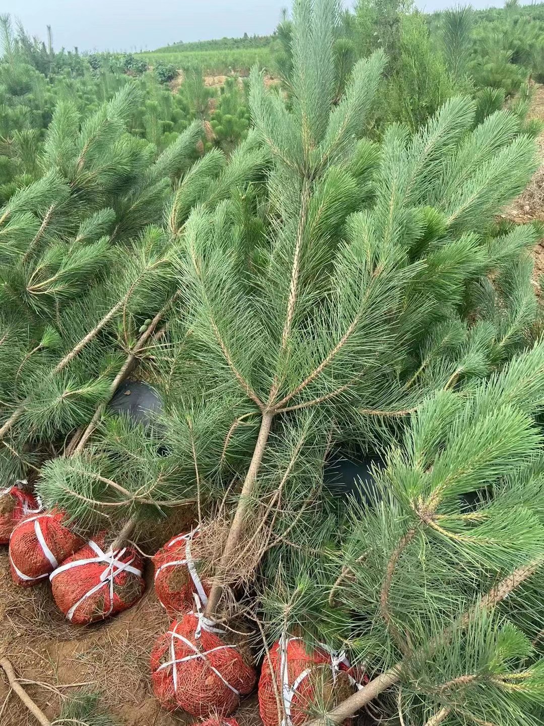 黑松松树苗绿化苗木迎客松盆栽造型盆景庭院耐寒树四季常青南北方