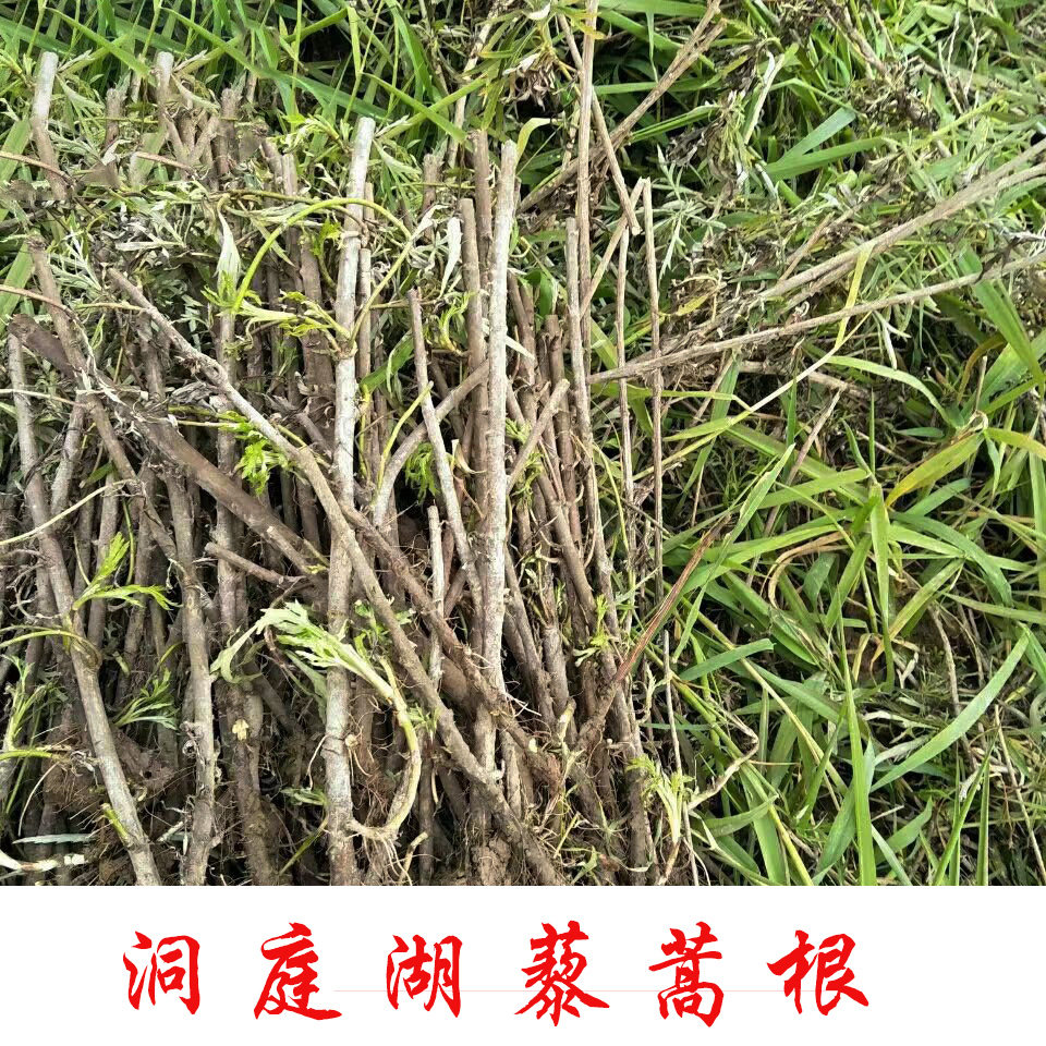 洞庭湖藜蒿根苗易活红梗藜蒿野生根现挖芦蒿泥蒿根非种籽菜园蔬菜