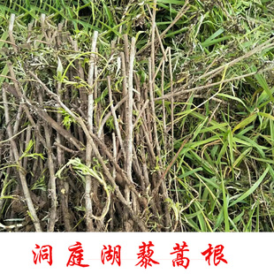 洞庭湖藜蒿根苗易活红梗藜蒿野生根现挖芦蒿泥蒿根非种籽菜园蔬菜