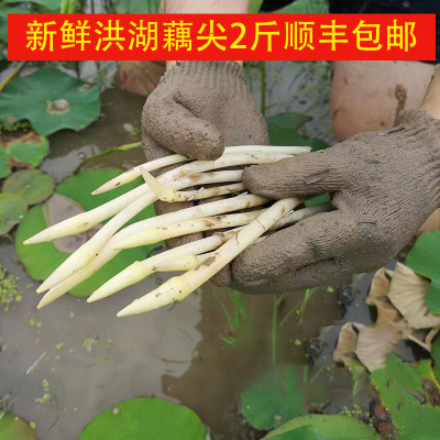 鲜嫩藕尖湖北特产蔬菜当季时令菜