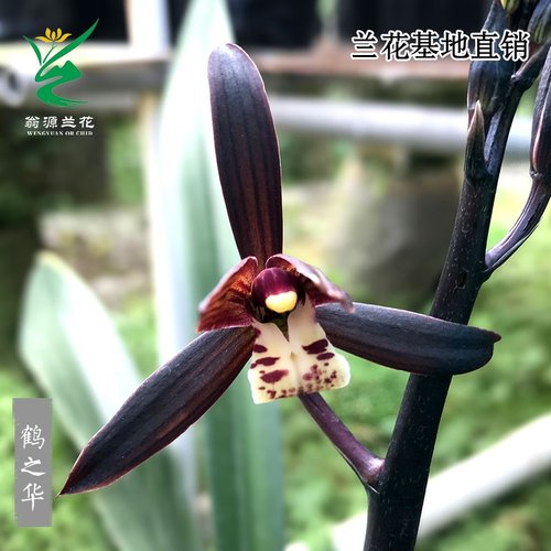 花之鹤价格 花之鹤图片 星期三