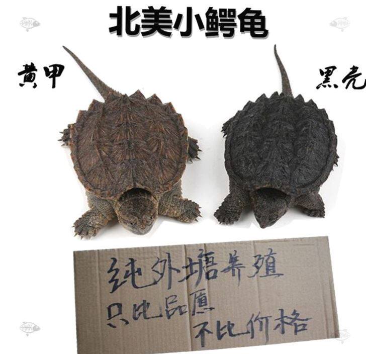 外塘北美小鳄龟拟鳄龟鳄鱼龟宠物鳄龟观赏杂佛鳄龟乌龟活物在类目 宠物/宠物食品及用品, 水族世界, 龟/鳖中 - 来自Buy2taobao.com提供专业的淘宝代购服务