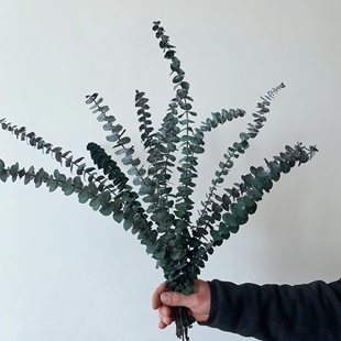 风干尤加利叶干花花束小米叶苹果叶天然树叶插花家居装饰永生花