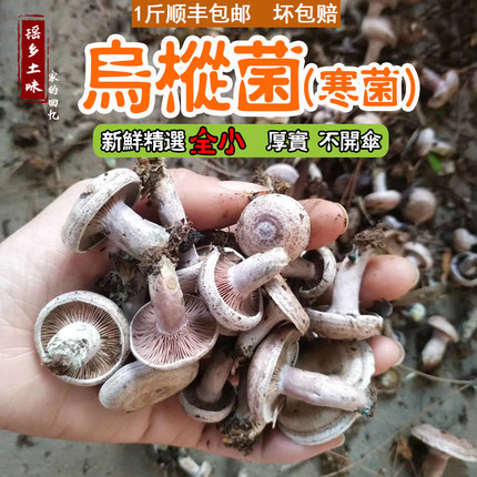 有货 湖南野生新鲜蘑菇乌枞树菌菇重阳松树寒菌三九菇雁来蕈500g