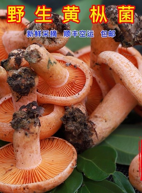 有货 湖南野生新鲜蘑菇黄枞树菌菇重阳松树寒菌三九菇雁来蕈500g