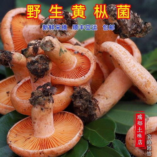 湖南野生新鲜蘑菇枞树重阳
