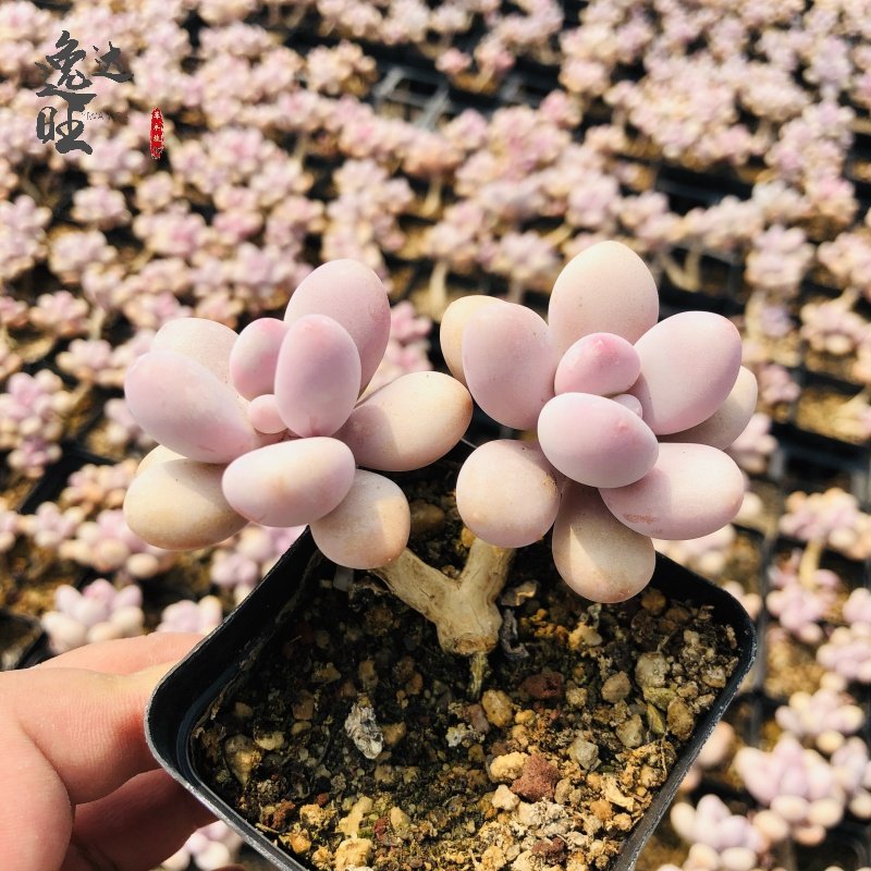 多肉植物萌肉肉特价 天猫多肉植物萌肉肉优惠券 淘宝多肉植物萌肉肉优惠卷免费领取 白菜哦