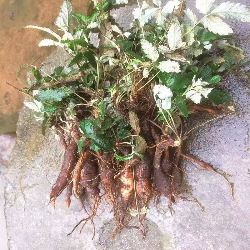 云南当季翻白草新鲜野生鸡爪根天藕叶下白鸡腿中药材萎陵药用