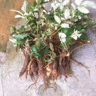 云南当季翻白草新鲜野生鸡爪根天藕叶下白鸡腿中药材萎陵药用