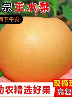 脆甜正宗成都龙泉驿丰水梨5斤大果黄皮梨子当季新鲜水果汁甜化渣