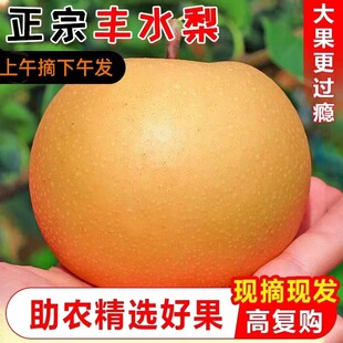 脆甜正宗成都龙泉驿丰水梨5斤大果黄皮梨子当季新鲜水果汁甜化渣