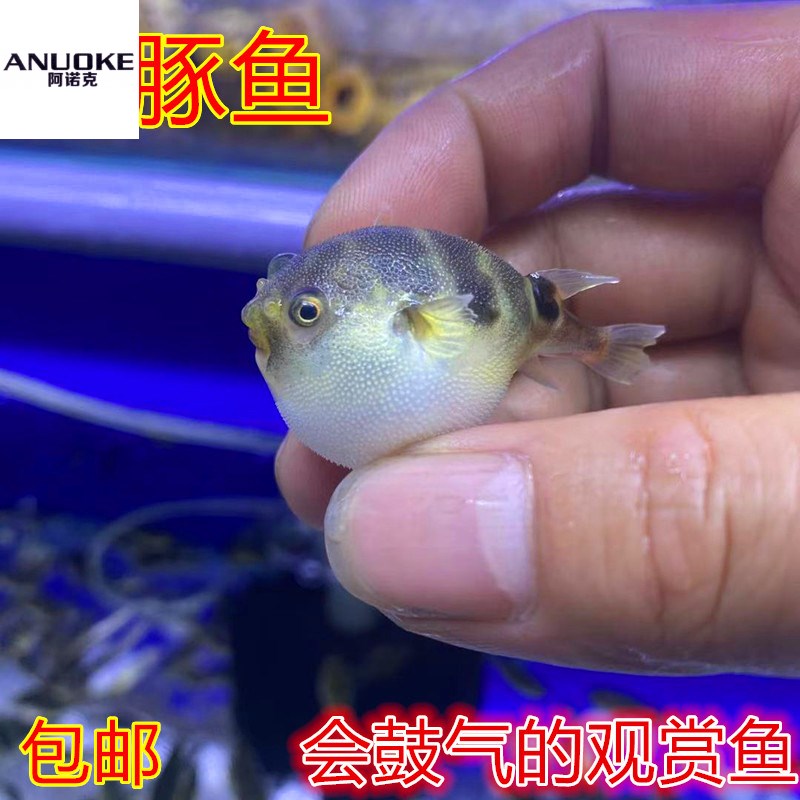 工班河豚鱼凶猛鱼狗头鱼眼睛娃娃潜水艇眼镜气泡鱼萌