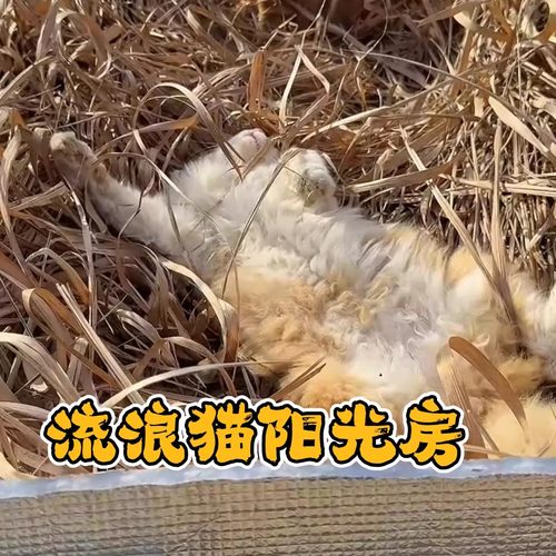 流浪猫咪户外窝大棚御寒保暖