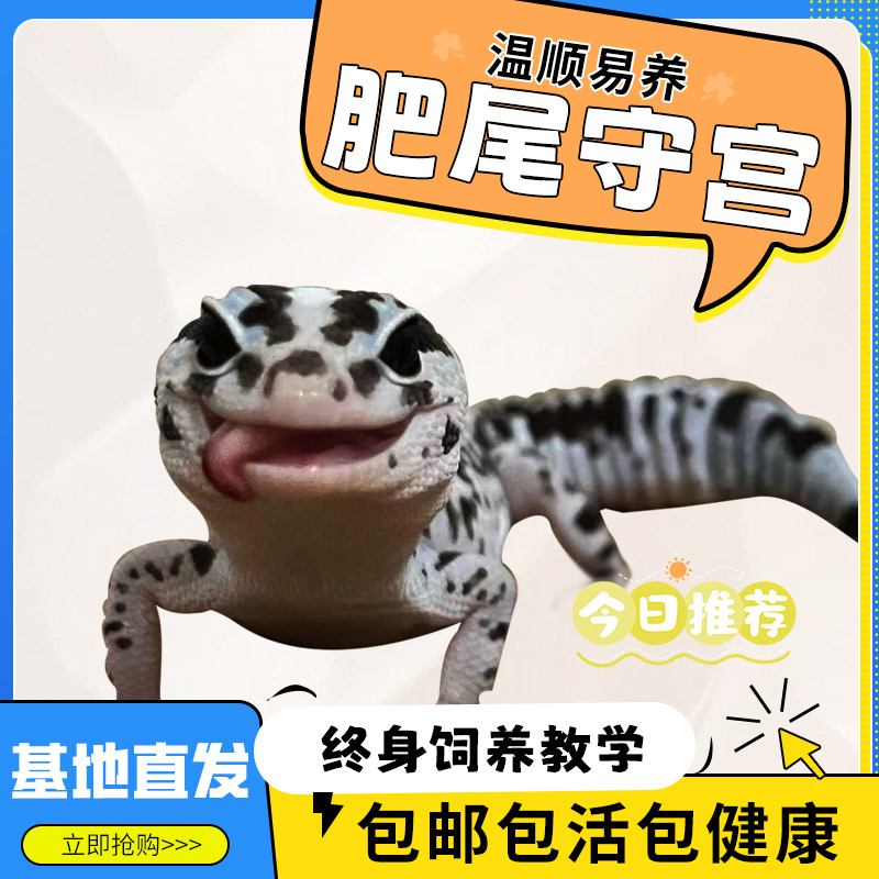 肥尾守宫可挑选奶奥可爱爬宠桌上宠物豹纹奥利奥橘白小蜥蜴