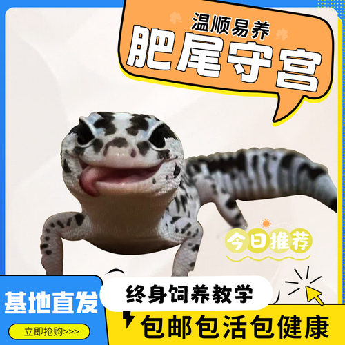 肥尾守宫可爱温顺龙傲天小蜥蜴