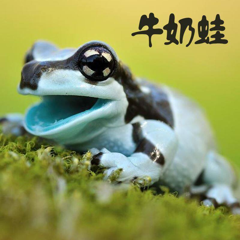 姥爷树蛙活体爬宠澳洲蓝老爷绿老爷牛奶树蛙苔藓树蛙莫斯雨林造景