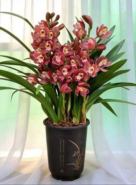 红宝石精品中国红色浓香型兰花卉绿植盆栽年宵花不带花秋冬开花