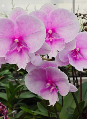 【带花苞】蝴蝶兰梦幻之星绿植盆栽大花型粉色迷雾室内花卉