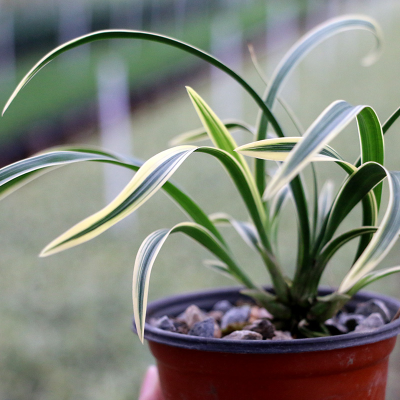 翁源兰花金兰金边线艺矮种花苗室内办公桌面绿植物大果冠小盆栽