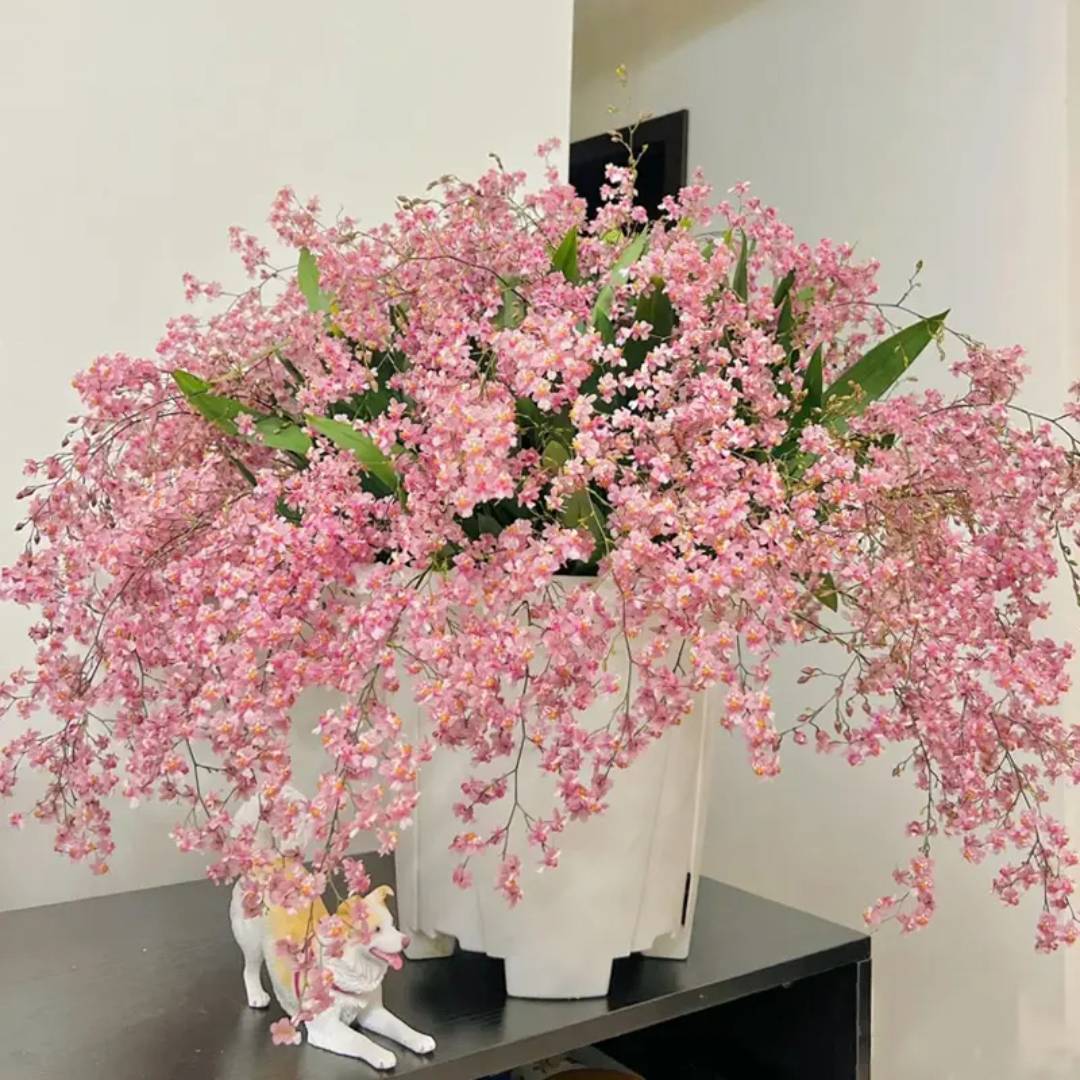 带花苞粉色文心兰花樱花之恋梦香盆栽跳舞洋兰浓烈香味花卉绿植