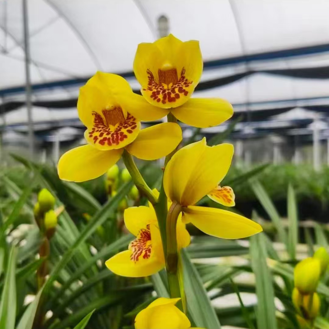 （带花苞）招财（金中国）黄金荷瓣兰花浓香四季建兰花卉绿植盆栽