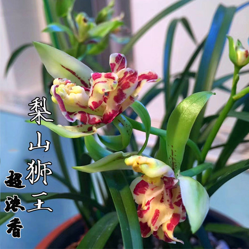 翁源兰花铭品建兰梨山狮王浓香型四季兰花苗盆栽绿植物