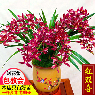 带花苞大花国兰红双喜大将军浓香好养室内阳台花卉绿植盆栽