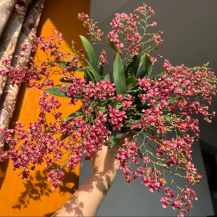 带花苞满堂红文心兰花中国红梦香盆栽跳舞洋兰浓烈香味花卉绿植