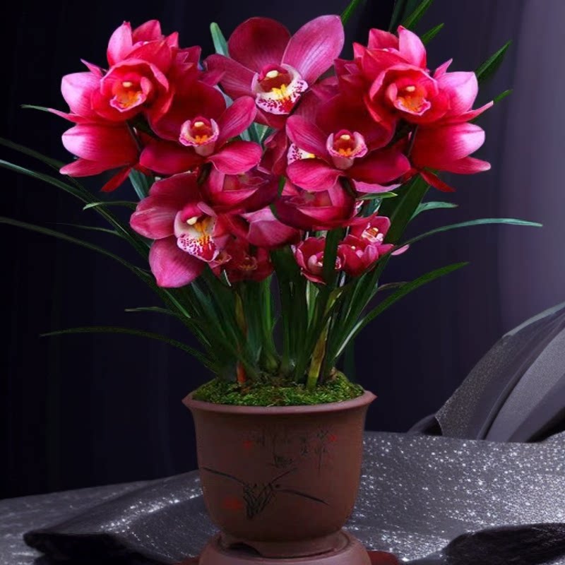 大将军（带多花苞）特A级中国红兰花浓香绿植年宵花卉盆栽高花剑