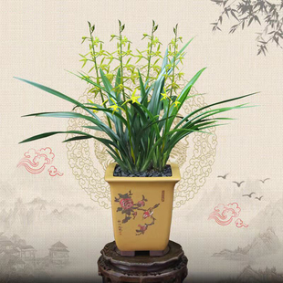 素心兰花苗吴字翠墨兰浓香兰花花卉绿植盆栽秋冬带花苞