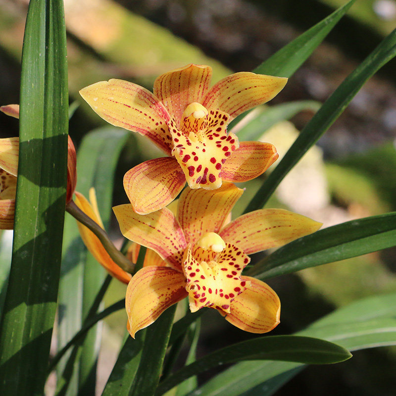 浓香型花卉【秋香】兰花苗东方美人名贵盆栽室内植物(秋冬开花)