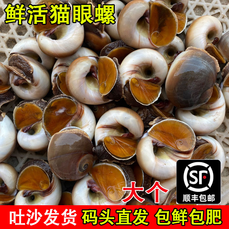 鲜活猫眼螺超大香螺大沙螺红香螺野生新鲜白玉螺海鲜贝类海螺包邮