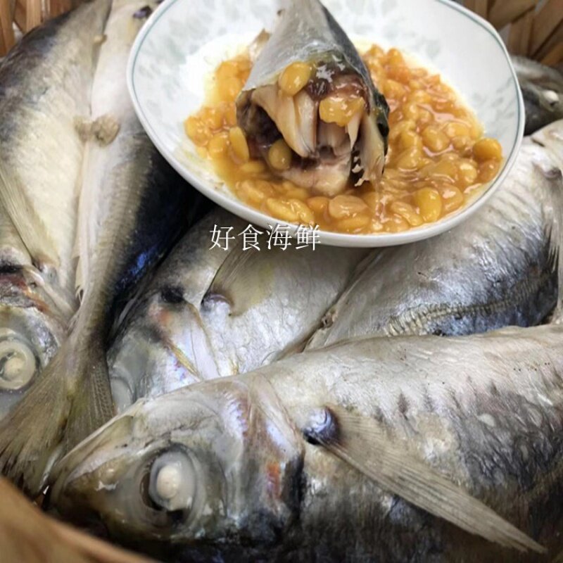 新鲜潮汕巴浪鱼饭熟食1000g海鲜