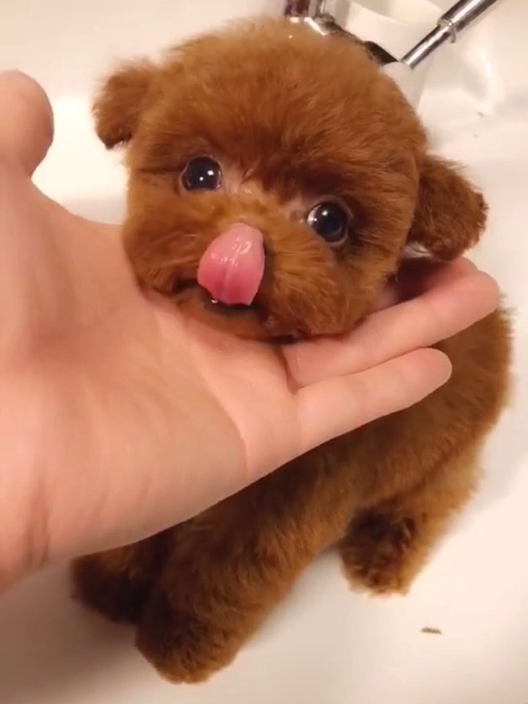 纯种泰迪幼犬宠物狗茶杯犬博美小型犬幼崽米迷你长不大红棕灰活体