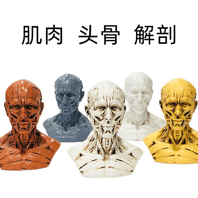 素描速写用1:1树脂骷髅头绘画人头骨艺用人体肌肉骨骼解剖头骨模型