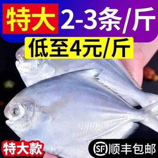 银鲳鱼东海国产新鲜野生银鲳鱼平鱼海捕白鲳鱼速冻 特大号