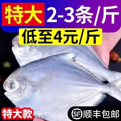 【特大号】银鲳鱼东海国产新鲜野生银鲳鱼平鱼海捕白鲳鱼速冻