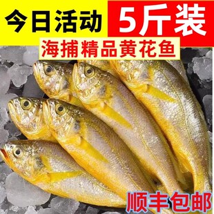 顺丰包邮黄花鱼新鲜冷冻纯野生黄鱼小黄鱼海鲜水产批发鲜活整箱