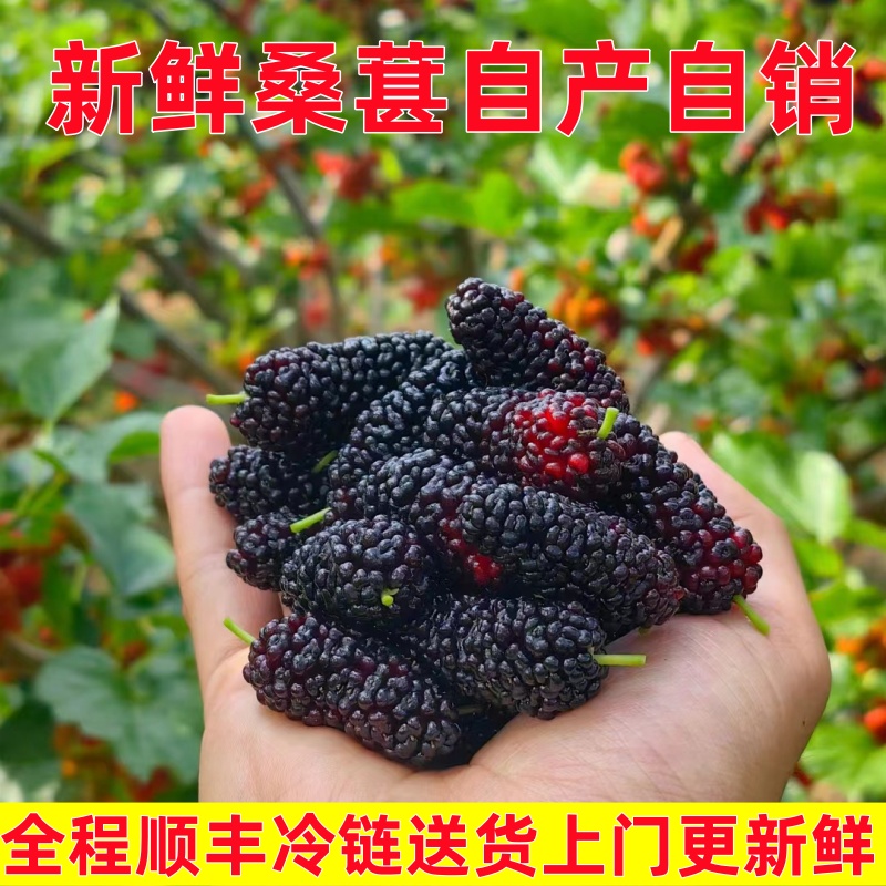 新鲜桑葚桑椹现摘现发无沙鲜果孕妇泡酒酵素当季露天种植顺丰包邮